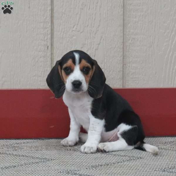 Peanut, Beagle Puppy